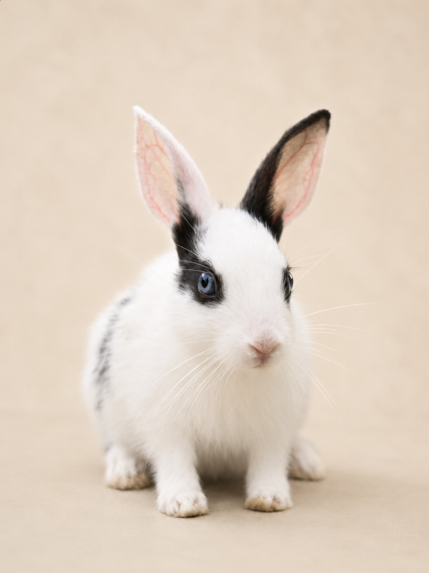 A rabbit ready for adoption