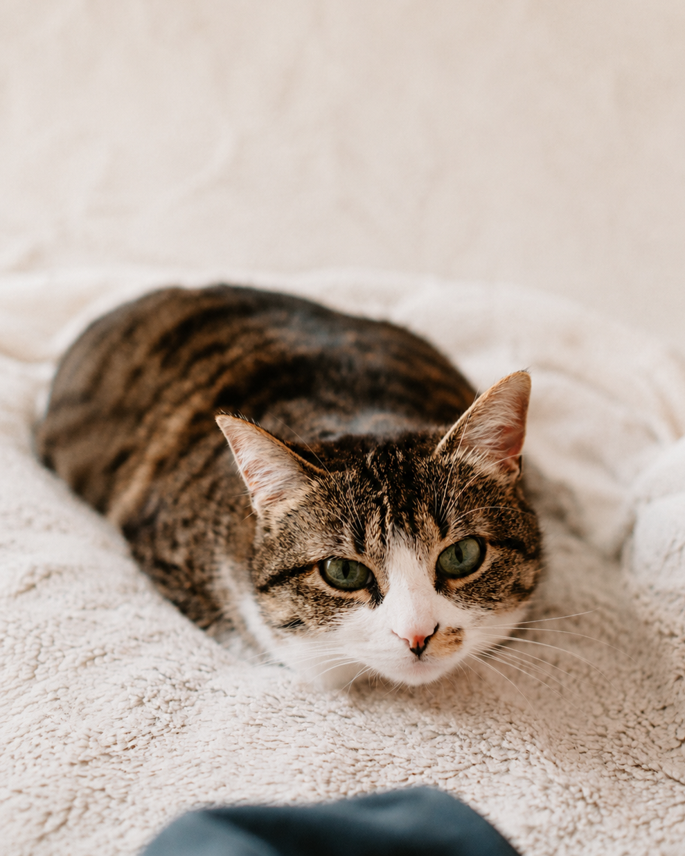 A cat ready for adoption
