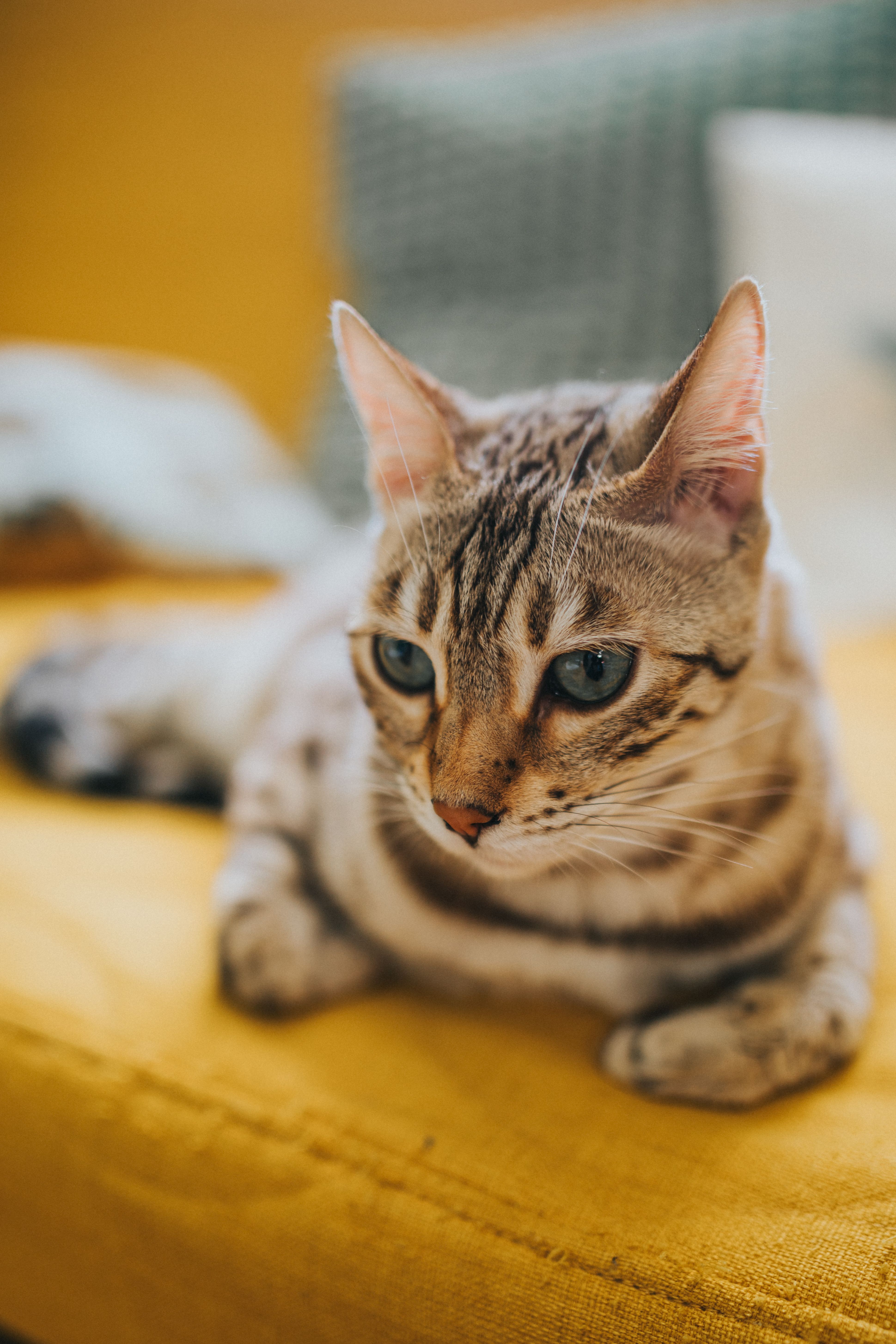 A cat resting