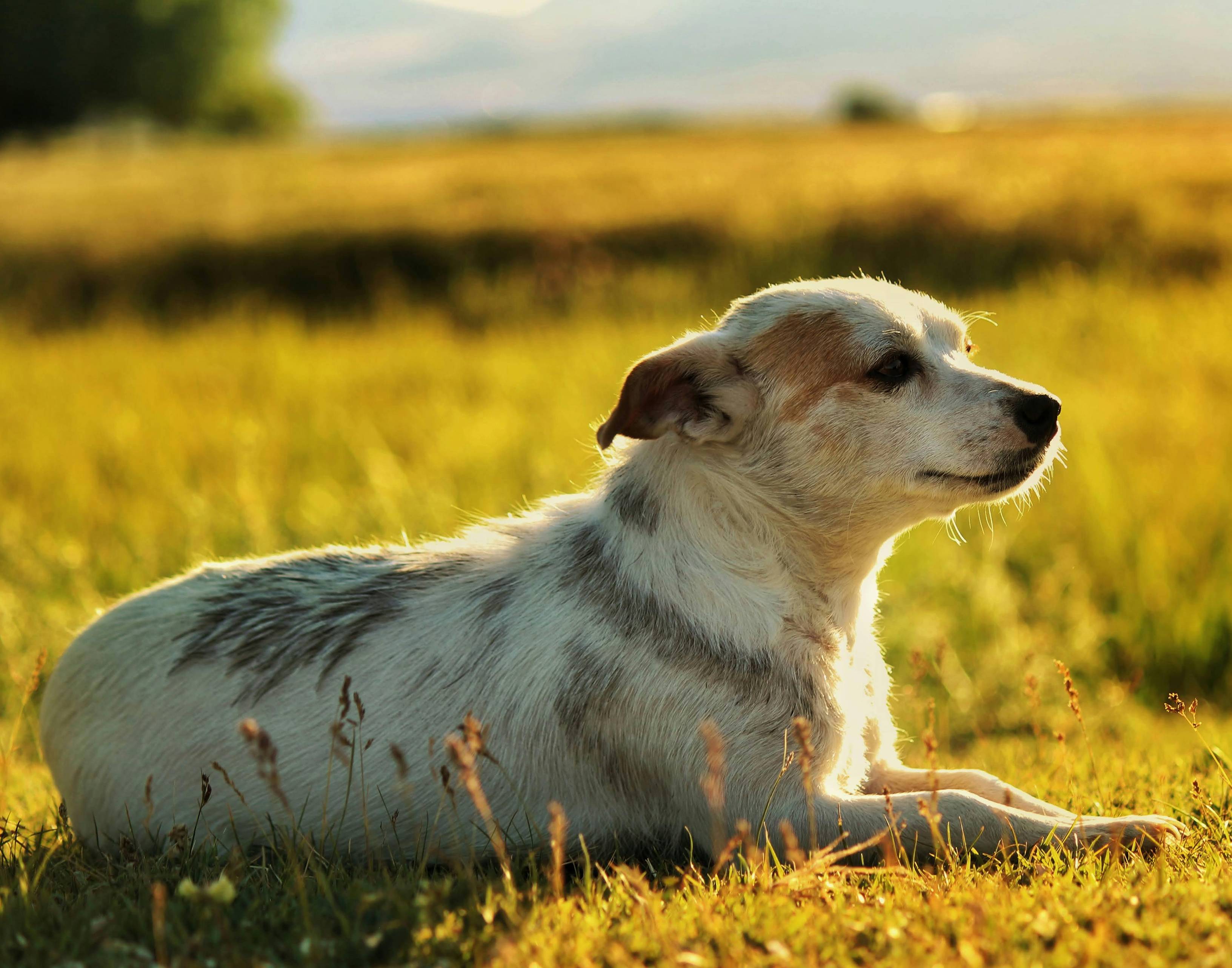 A happy rescue dog outdoors