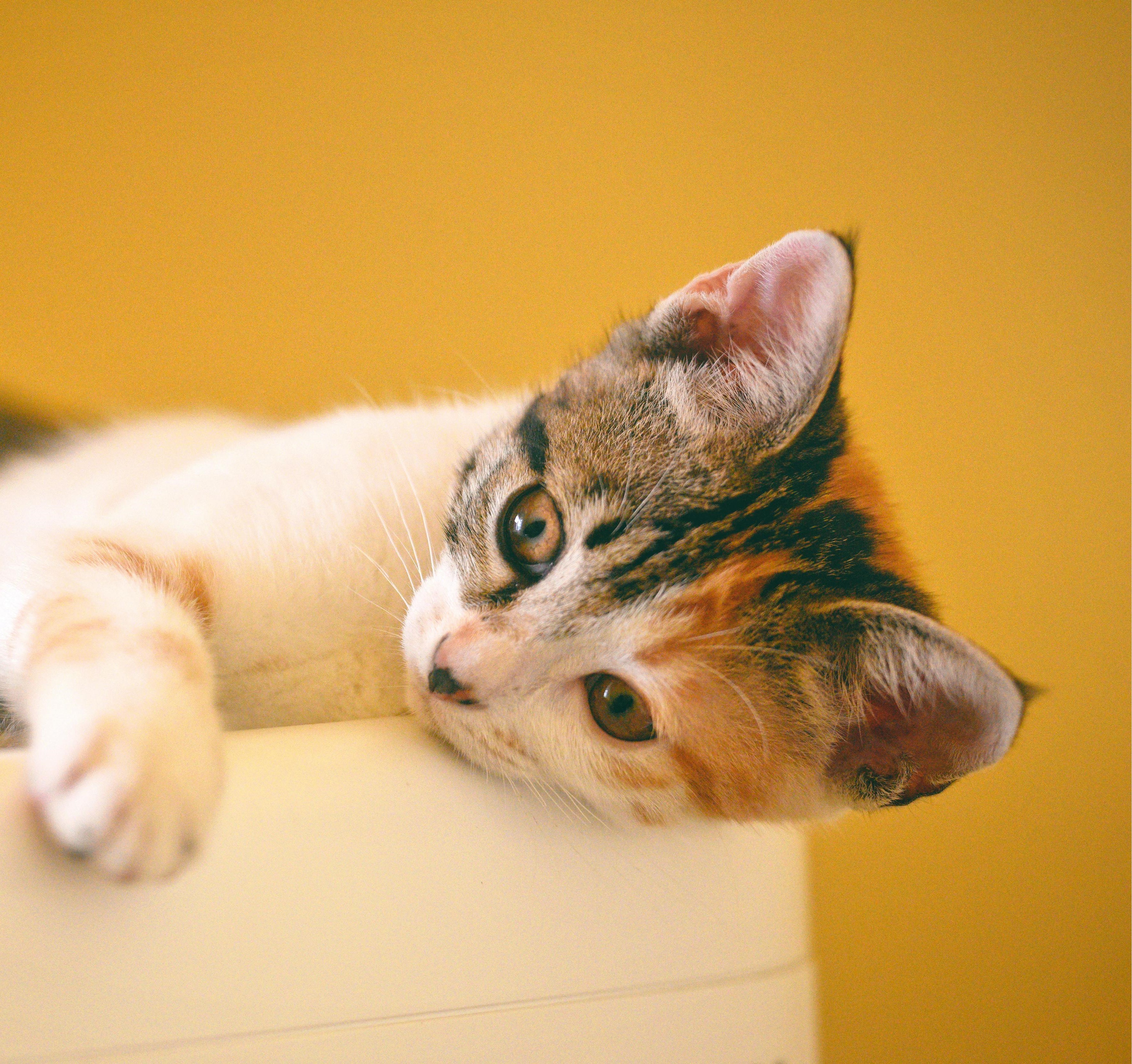 Luna, a rescued cat, resting comfortably in her new home